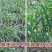 天达2116植物抗逆防冻剂果蔬抗寒稳态剂预防修复冻害活性