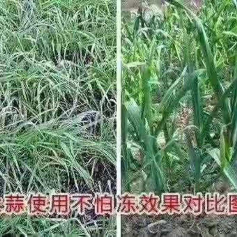 天达2116植物抗逆防冻剂果蔬抗寒稳态剂预防修复冻害活性