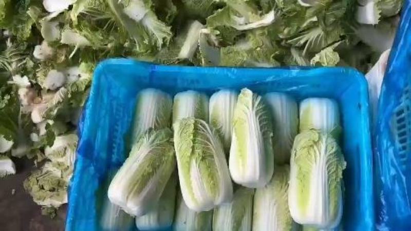 甘肃酒泉产地优质娃娃菜上市，量大从优，欢迎各位老板订购