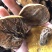 精品松蘑，产地直销，一手货源，欢迎选购。