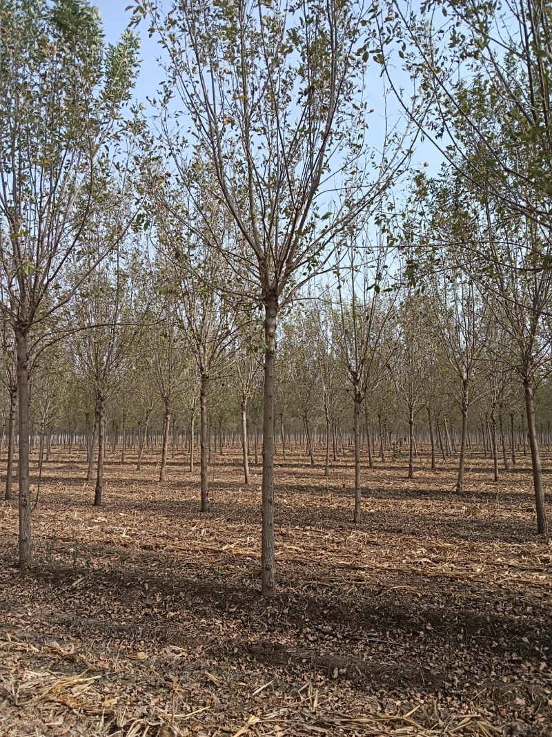 山东白腊树绿化工程苗木苗圃直供诚信经营欢迎联系询价