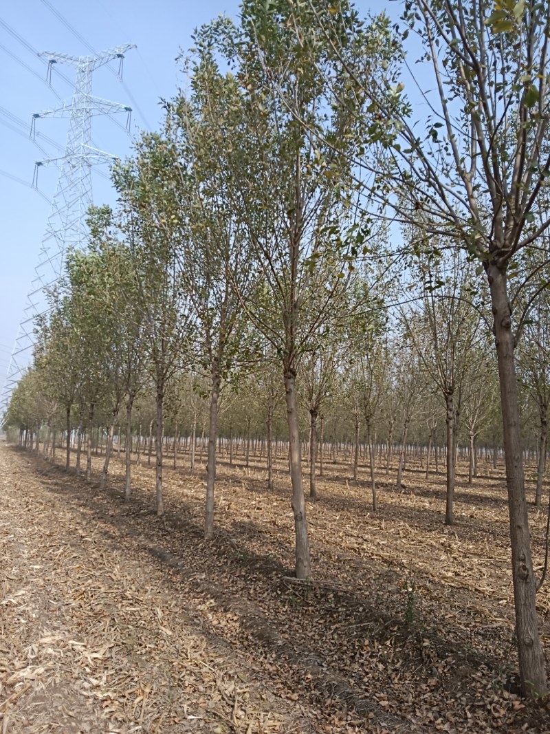 山东白腊树绿化工程苗木苗圃直供诚信经营欢迎联系询价