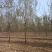 山东白腊树绿化工程苗木苗圃直供诚信经营欢迎联系询价