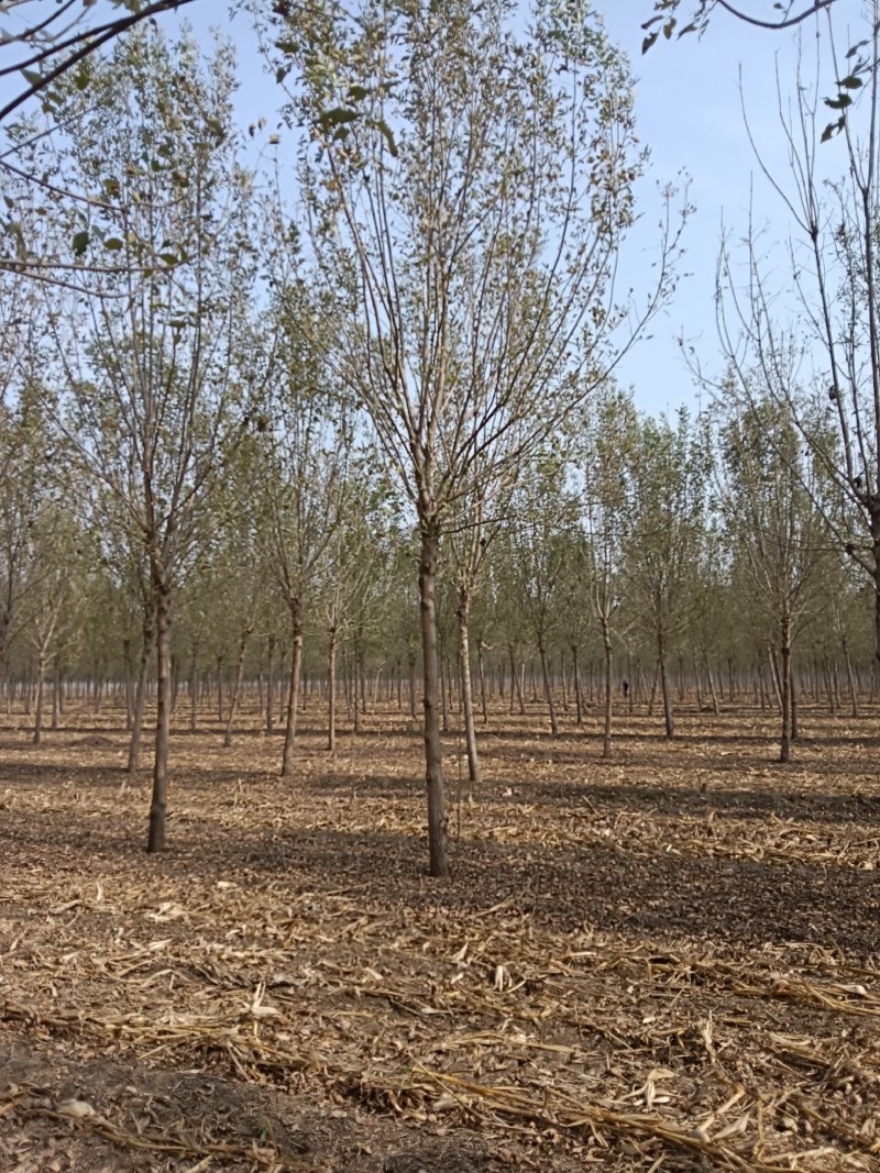 山东白腊树绿化工程苗木苗圃直供诚信经营欢迎联系询价