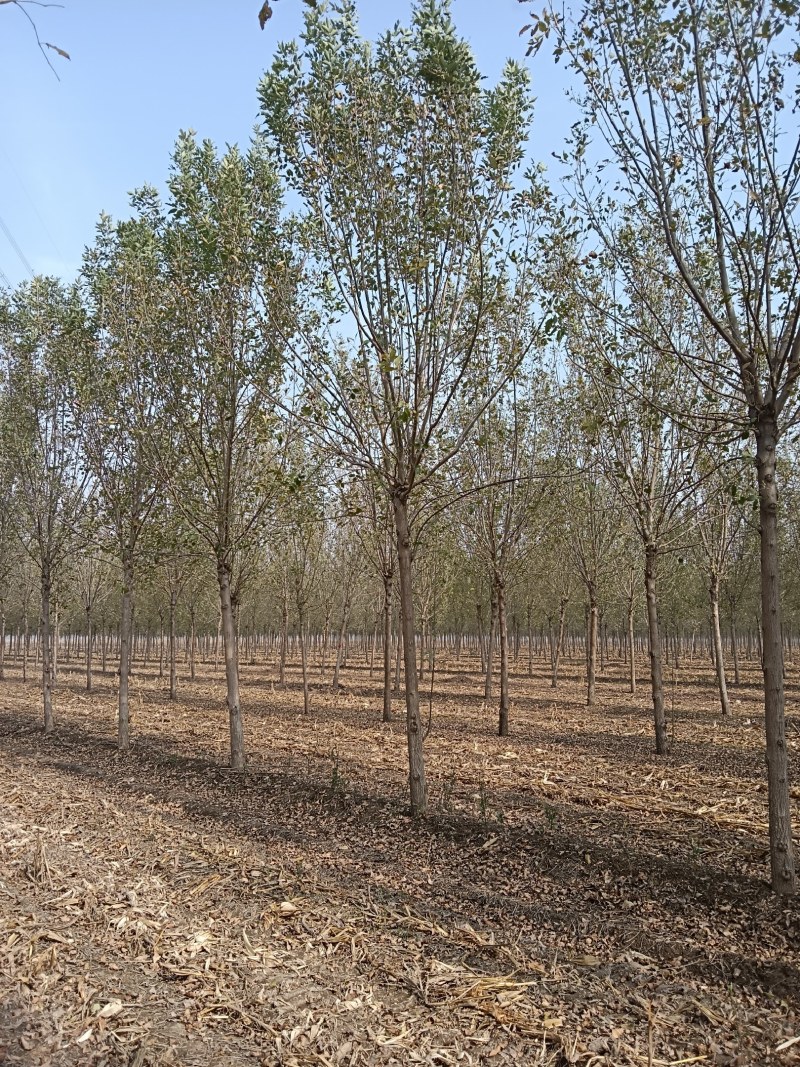 山东白腊树绿化工程苗木苗圃直供诚信经营欢迎联系询价