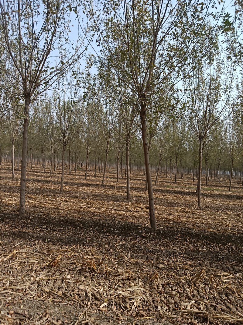 山东白腊树绿化工程苗木苗圃直供诚信经营欢迎联系询价