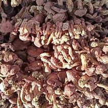 红蘑串肉蘑红菇食用菌野生山货