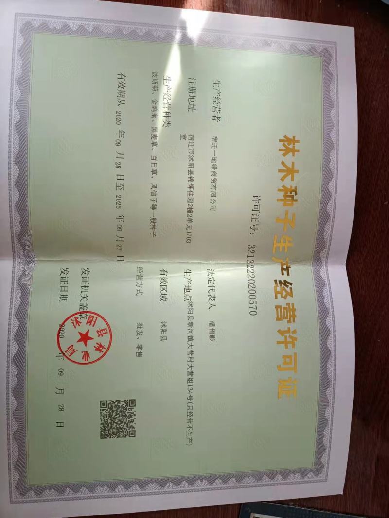 丛生风铃花种子花草花籽庭院室内阳台种盆栽花卉种子
