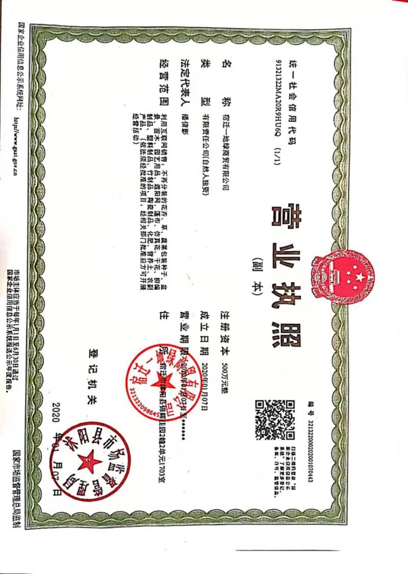 丛生风铃花种子花草花籽庭院室内阳台种盆栽花卉种子
