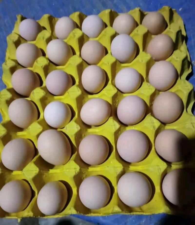 初生蛋开产蛋开窝蛋小绿壳蛋土鸡蛋原场直发