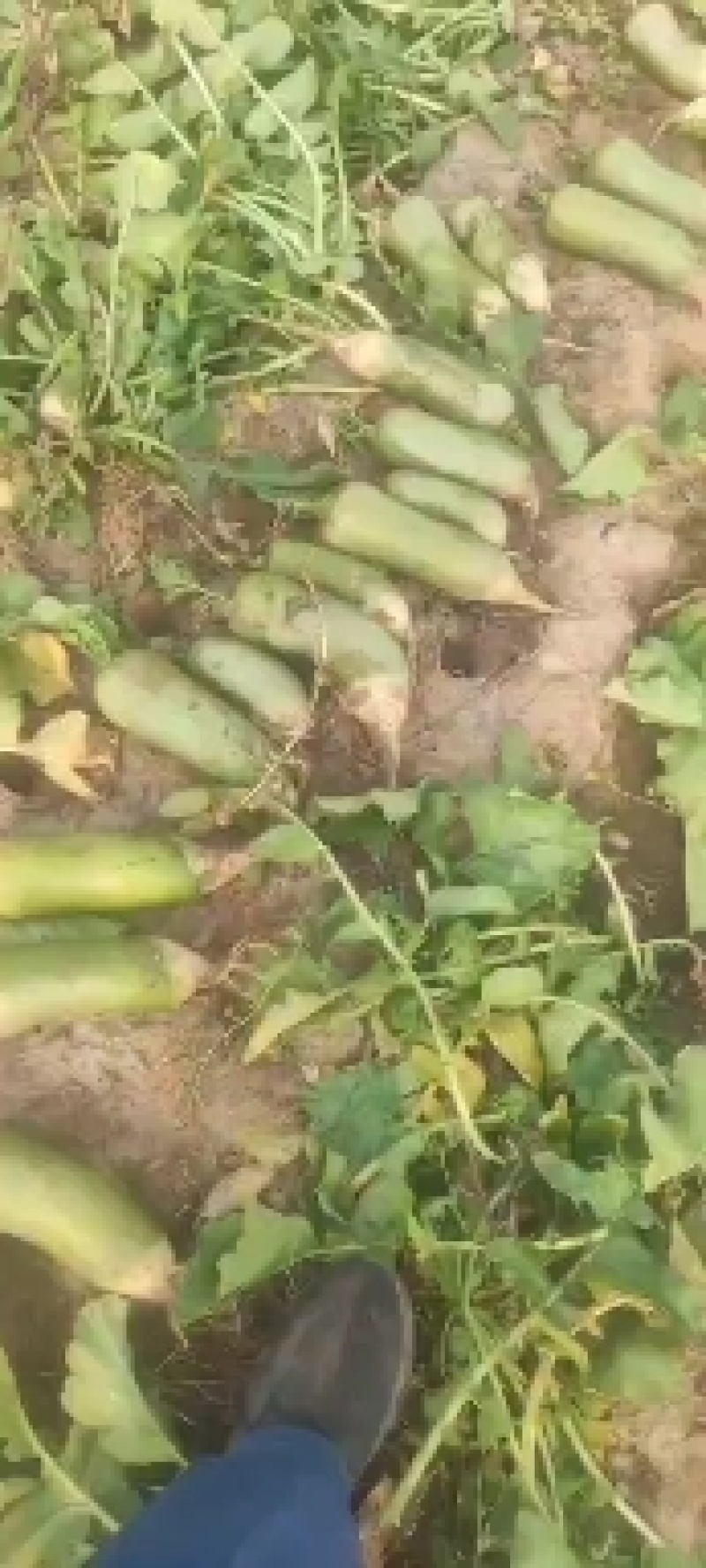 萝卜七星水果萝卜，绿皮绿瓤，口感脆甜，彩箱装冷库保鲜