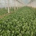自己种菠菜1.2亩