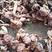 红蘑串肉蘑串红菇原产地原生态野生蘑菇