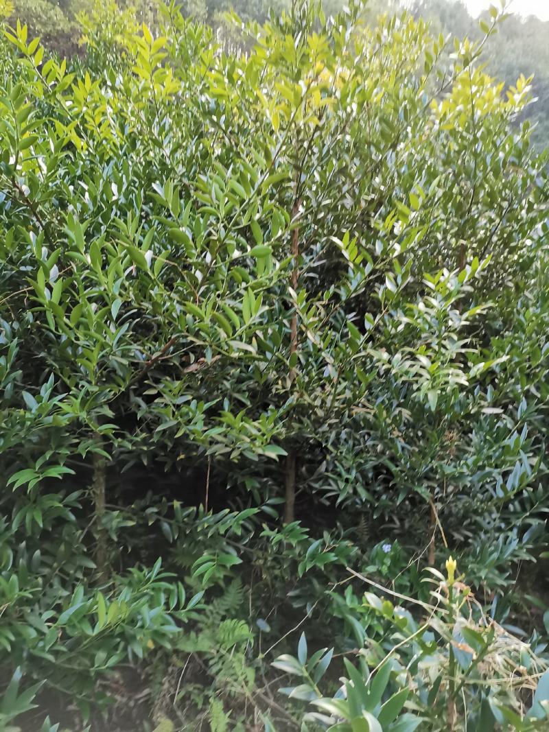 竹柏