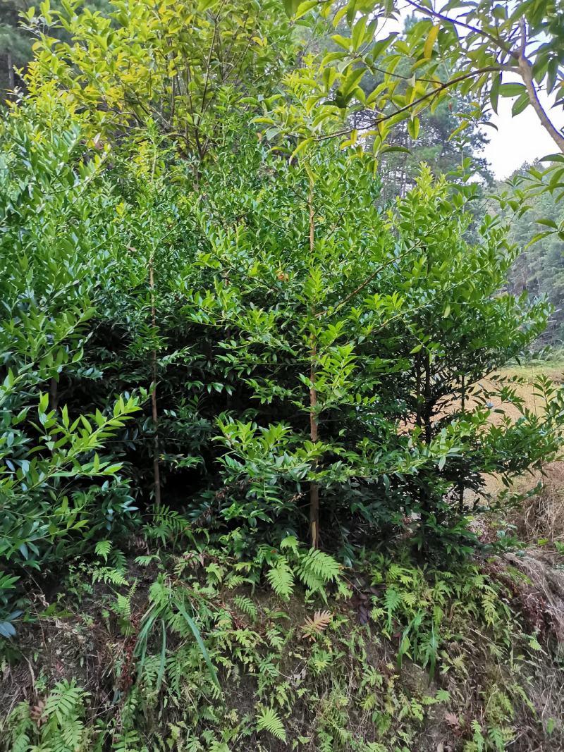 竹柏