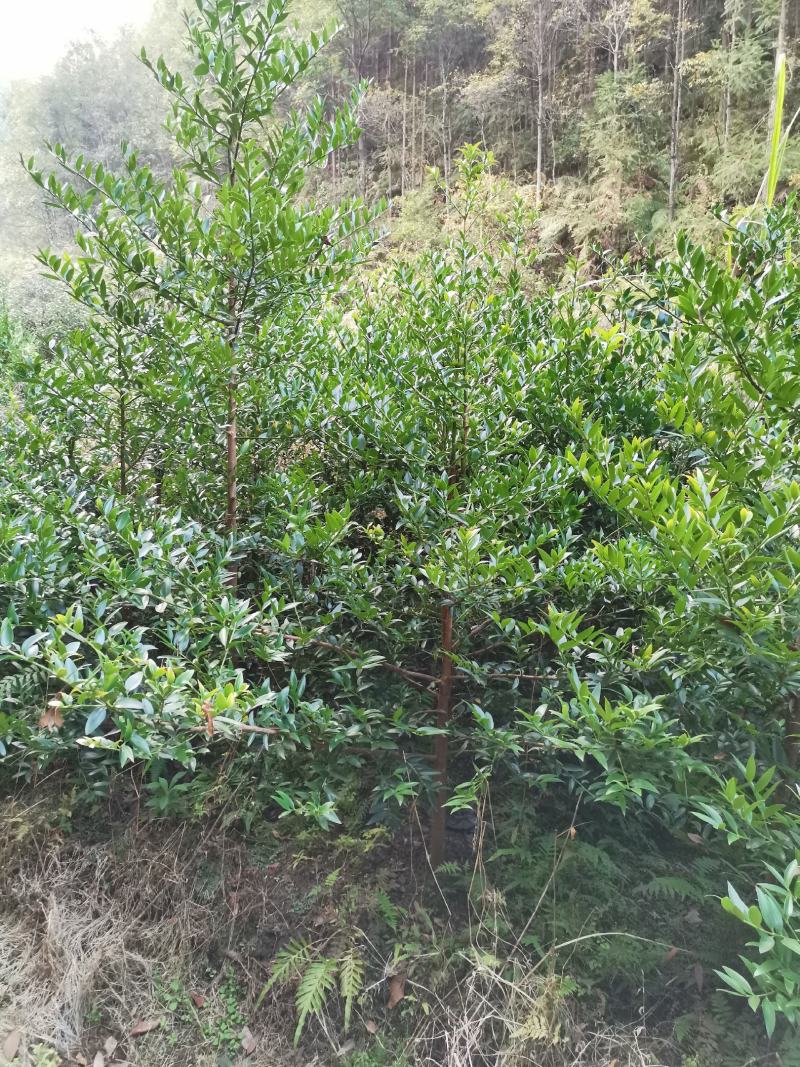 竹柏