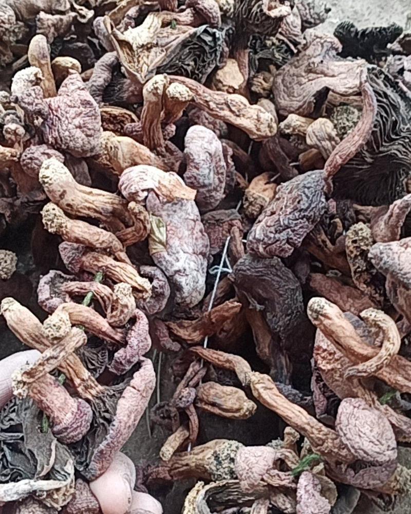 红蘑串肉蘑串红菇原产地原生态野生蘑菇