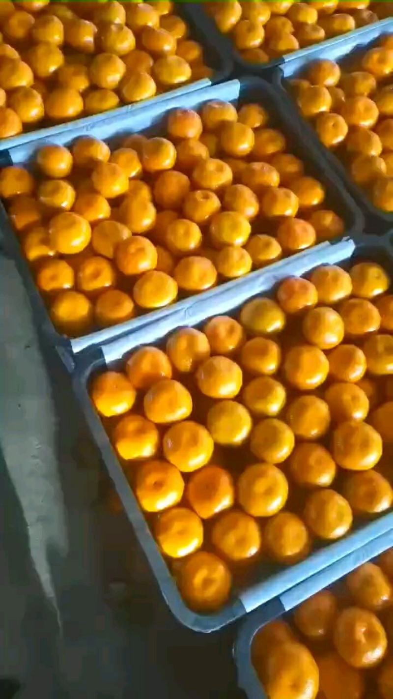 湖北宜昌精品高糖度蜜橘