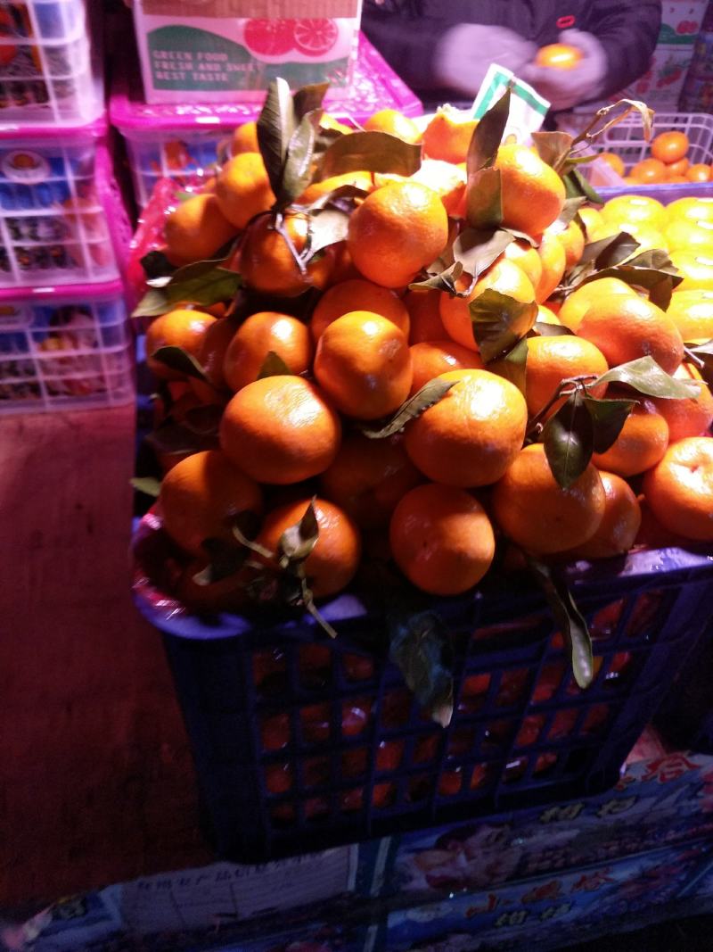 湖北宜昌精品高糖度蜜橘