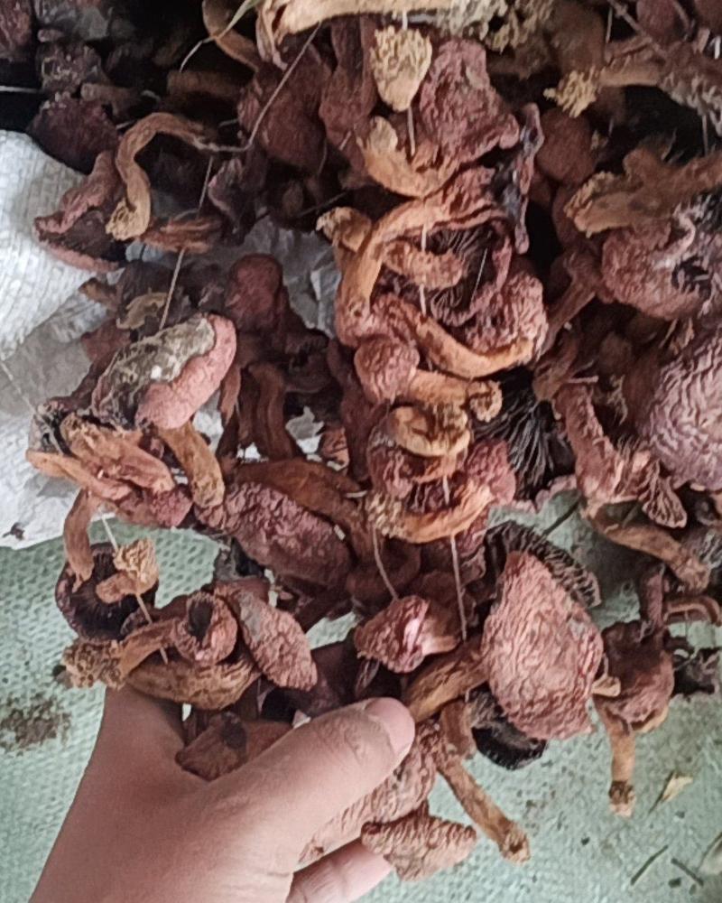 红蘑串肉蘑红菇辽宁省朝阳市喀左县原产地野生