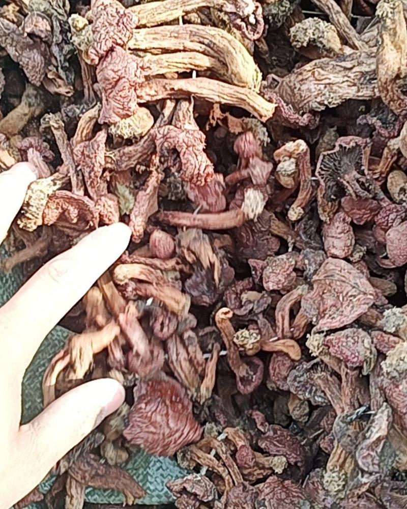 原生态红蘑肉蘑红菇野生蘑菇原产地原生态山货