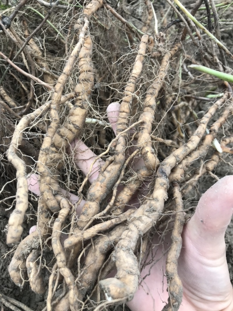 江西粉防己苗，粉防己大苗，大量江西优质粉防己苗供应