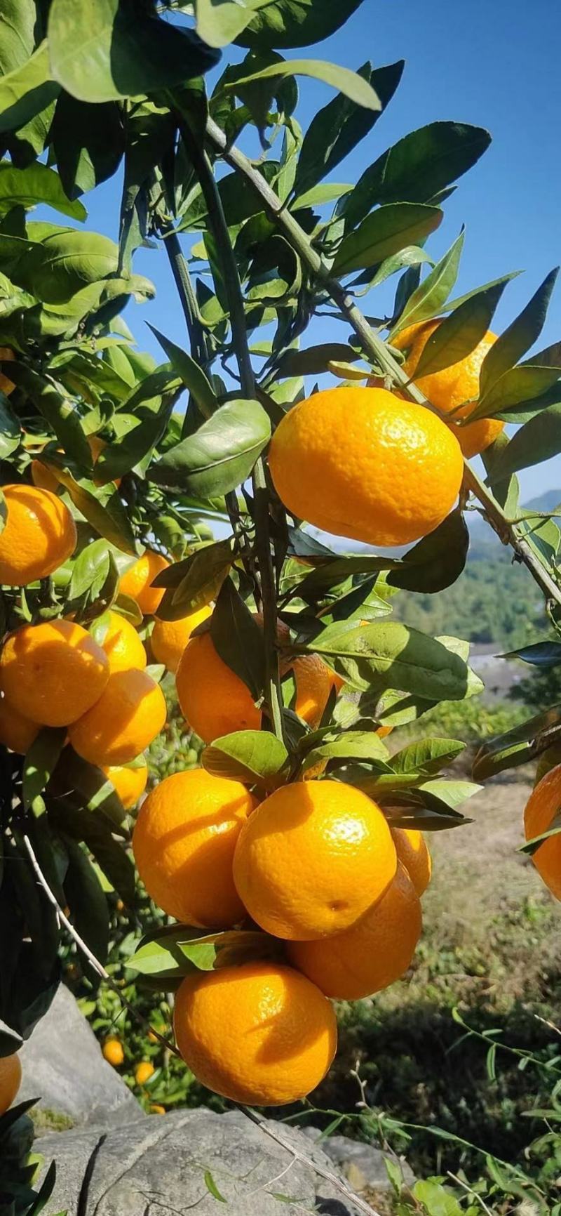 湖北宜昌精品高糖度蜜橘