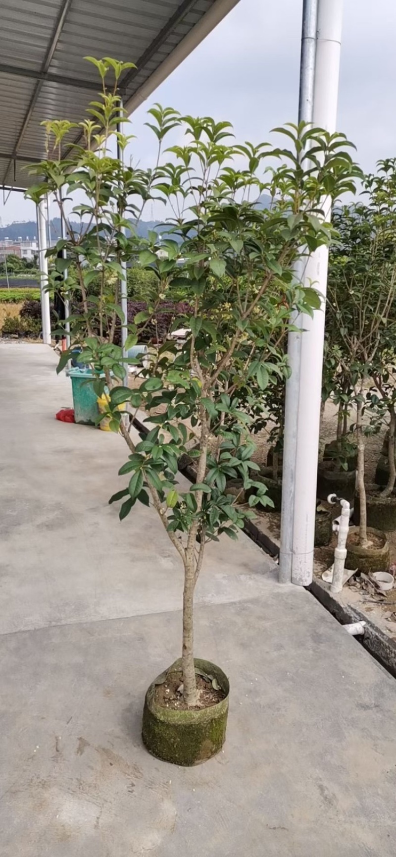 桂花四季桂花八月桂桂花移植苗袋苗红桂花
