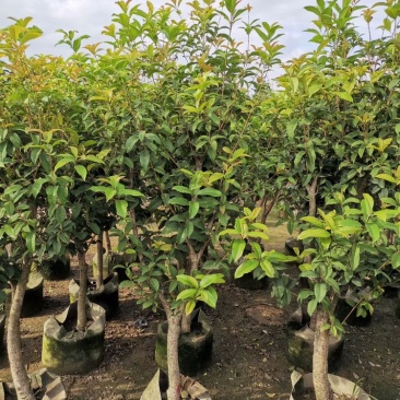 桂花四季桂花八月桂桂花移植苗袋苗红桂花