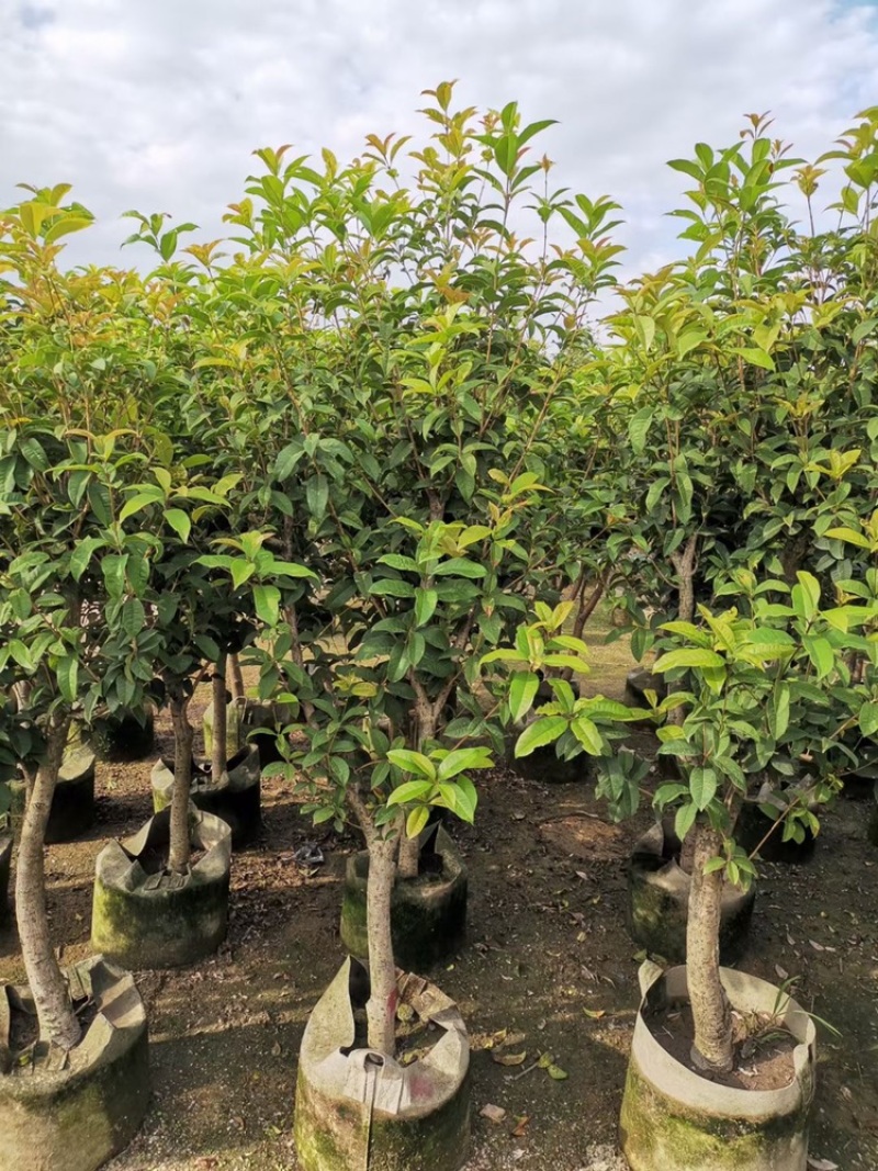 桂花四季桂花八月桂桂花移植苗袋苗红桂花