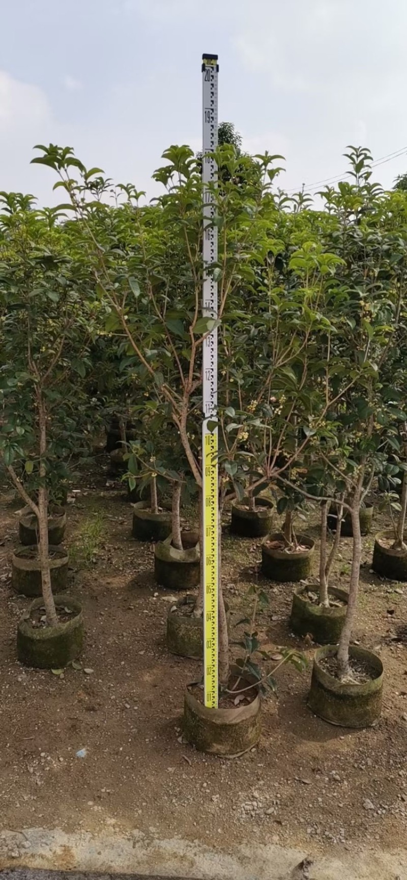 桂花四季桂花八月桂桂花移植苗袋苗红桂花