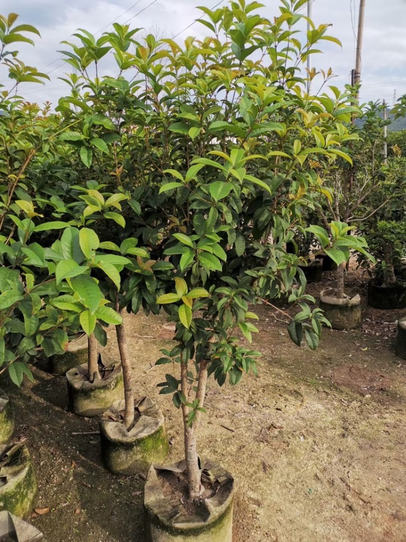 桂花四季桂花八月桂桂花移植苗袋苗红桂花
