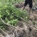 商洲枳壳苗，嫁接枳壳苗两年苗，三年苗
