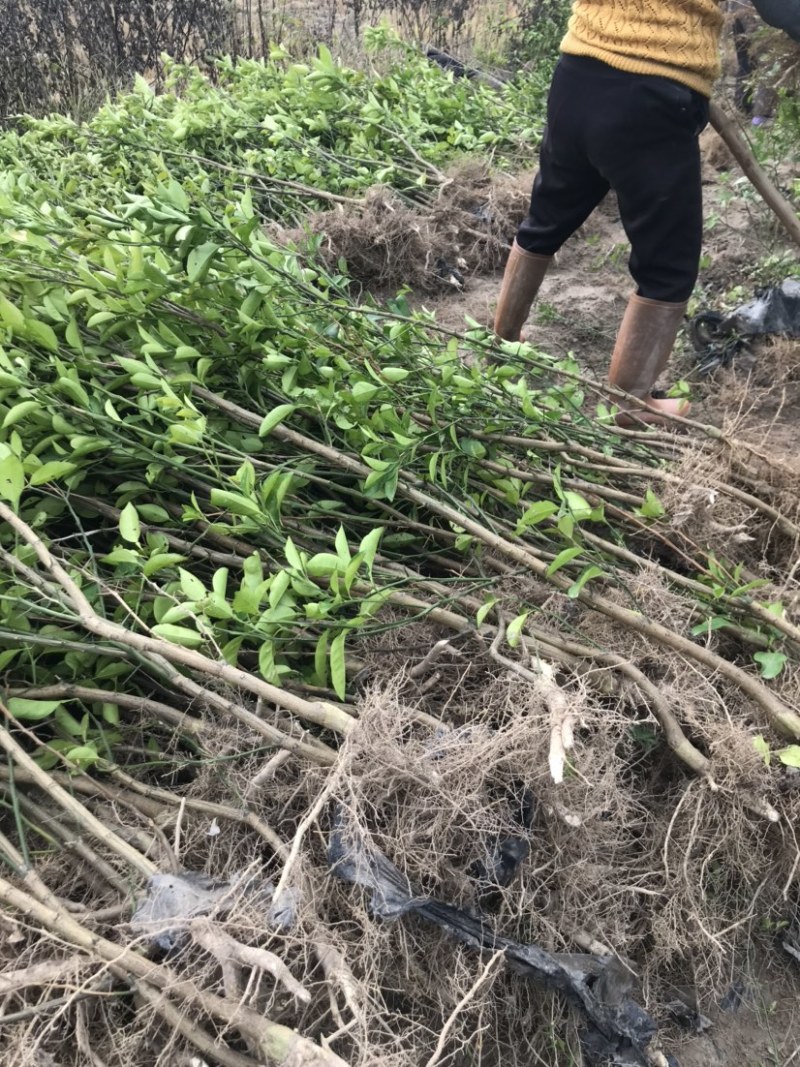商洲枳壳苗，嫁接枳壳苗两年苗，三年苗