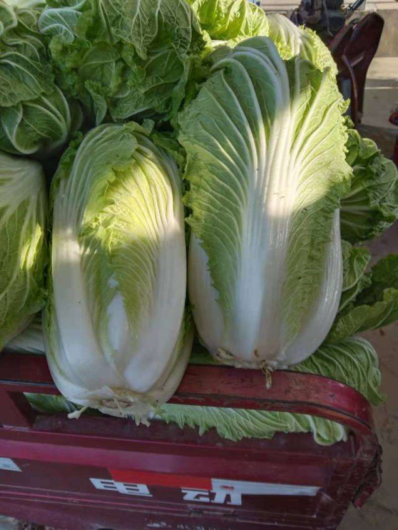 【黄心白菜】大量上市湖北产地直供质量保证按需打包上车