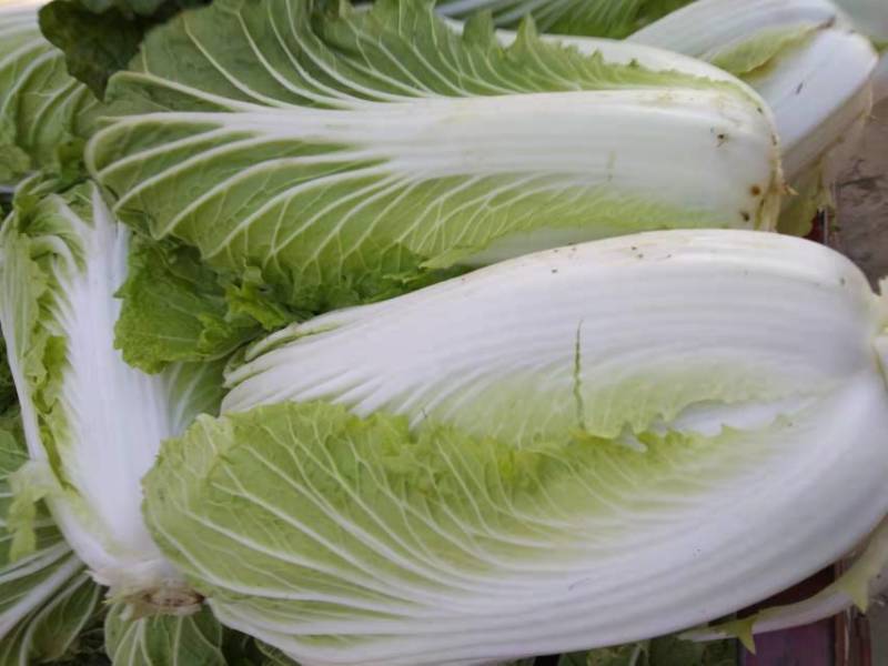 【黄心白菜】大量上市湖北产地直供质量保证按需打包上车