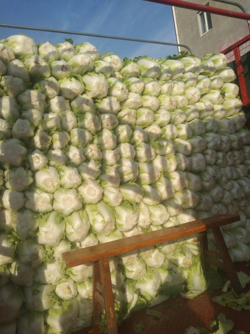 【黄心白菜】大量上市湖北产地直供质量保证按需打包上车