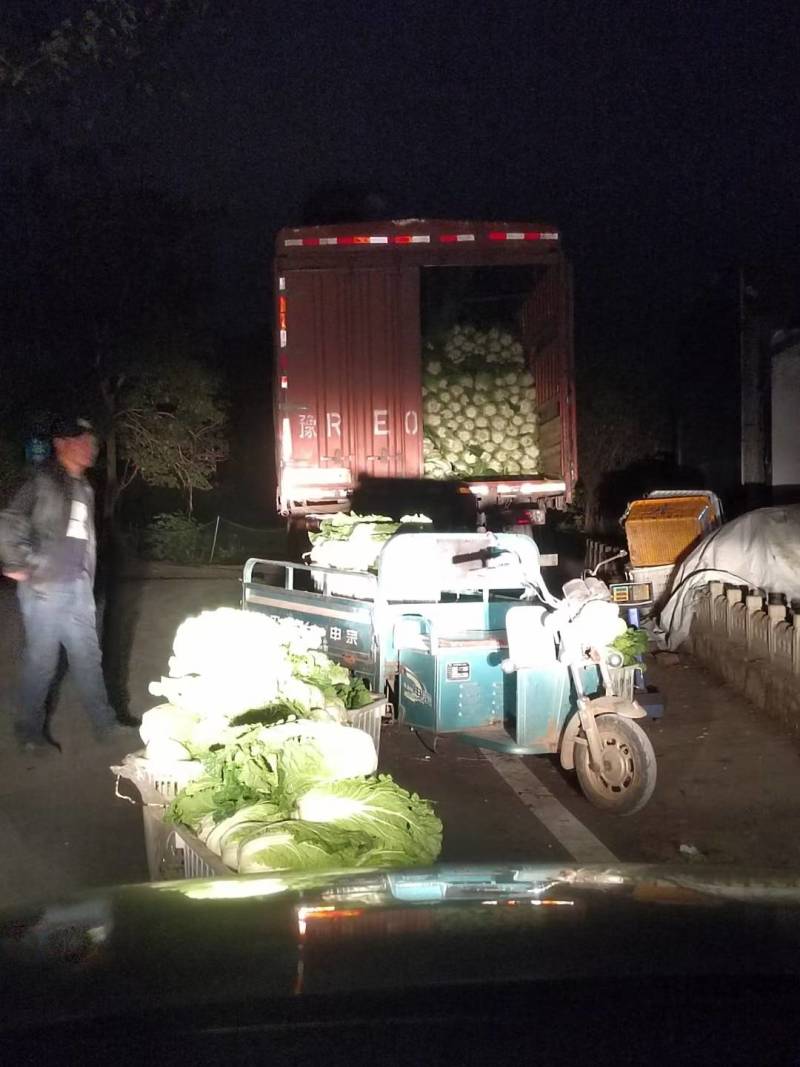 【黄心白菜】大量上市湖北产地直供质量保证按需打包上车