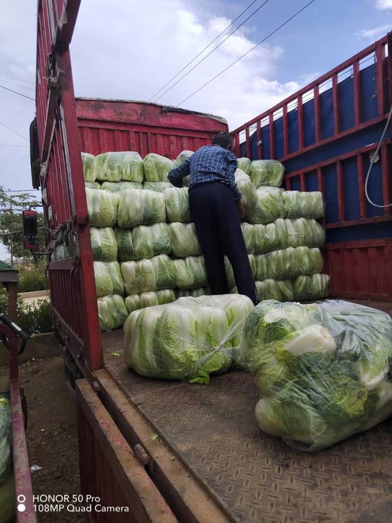 【黄心白菜】大量上市湖北产地直供质量保证按需打包上车