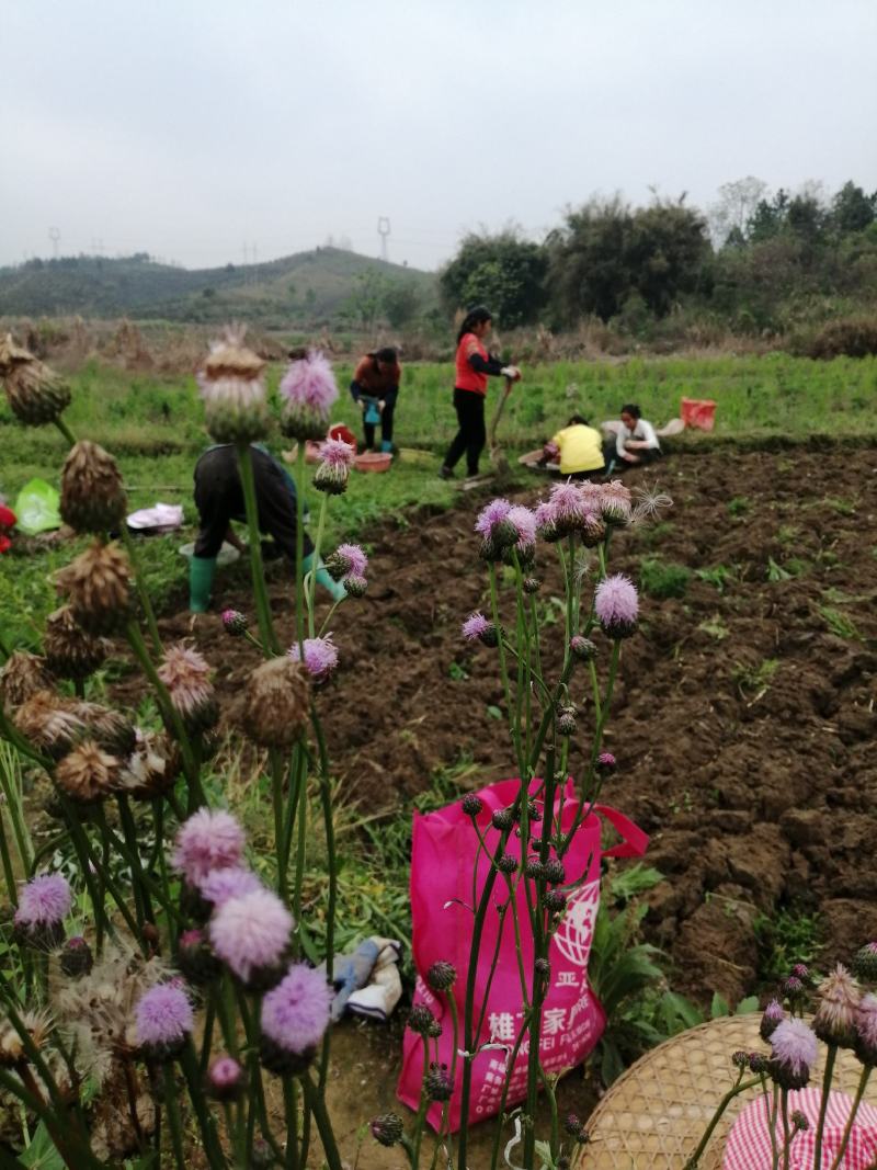 正在采挖的乐昌马蹄，个大均匀，品质好且货源充足，欢迎合作