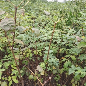 正宗江西中花吴茱萸苗两年苗，吴茱萸扦插苗1米以上