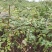 正宗江西中花吴茱萸苗两年苗，吴茱萸扦插苗1米以上