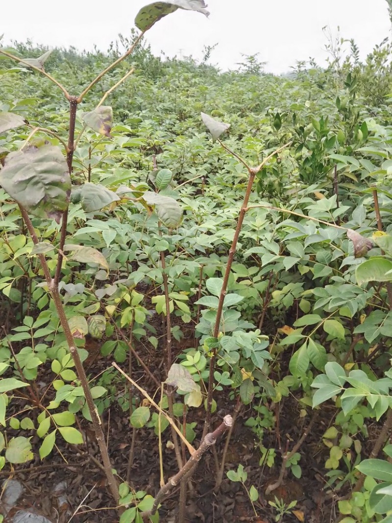 正宗江西中花吴茱萸苗两年苗，吴茱萸扦插苗1米以上