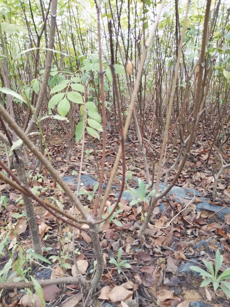 正宗江西中花吴茱萸苗两年苗，吴茱萸扦插苗1米以上