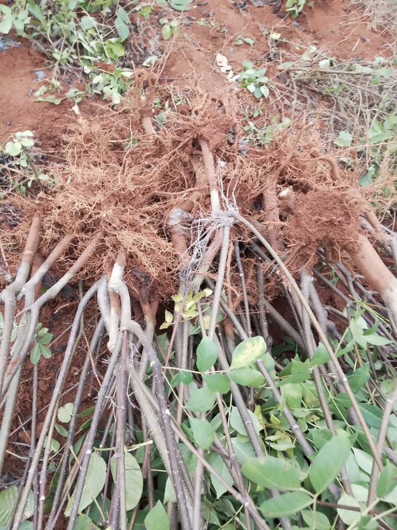 正宗江西中花吴茱萸苗两年苗，吴茱萸扦插苗1米以上