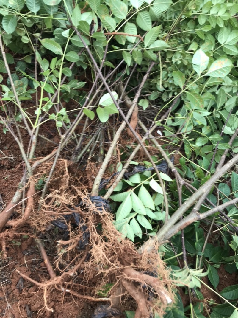 正宗江西中花吴茱萸苗两年苗，吴茱萸扦插苗1米以上