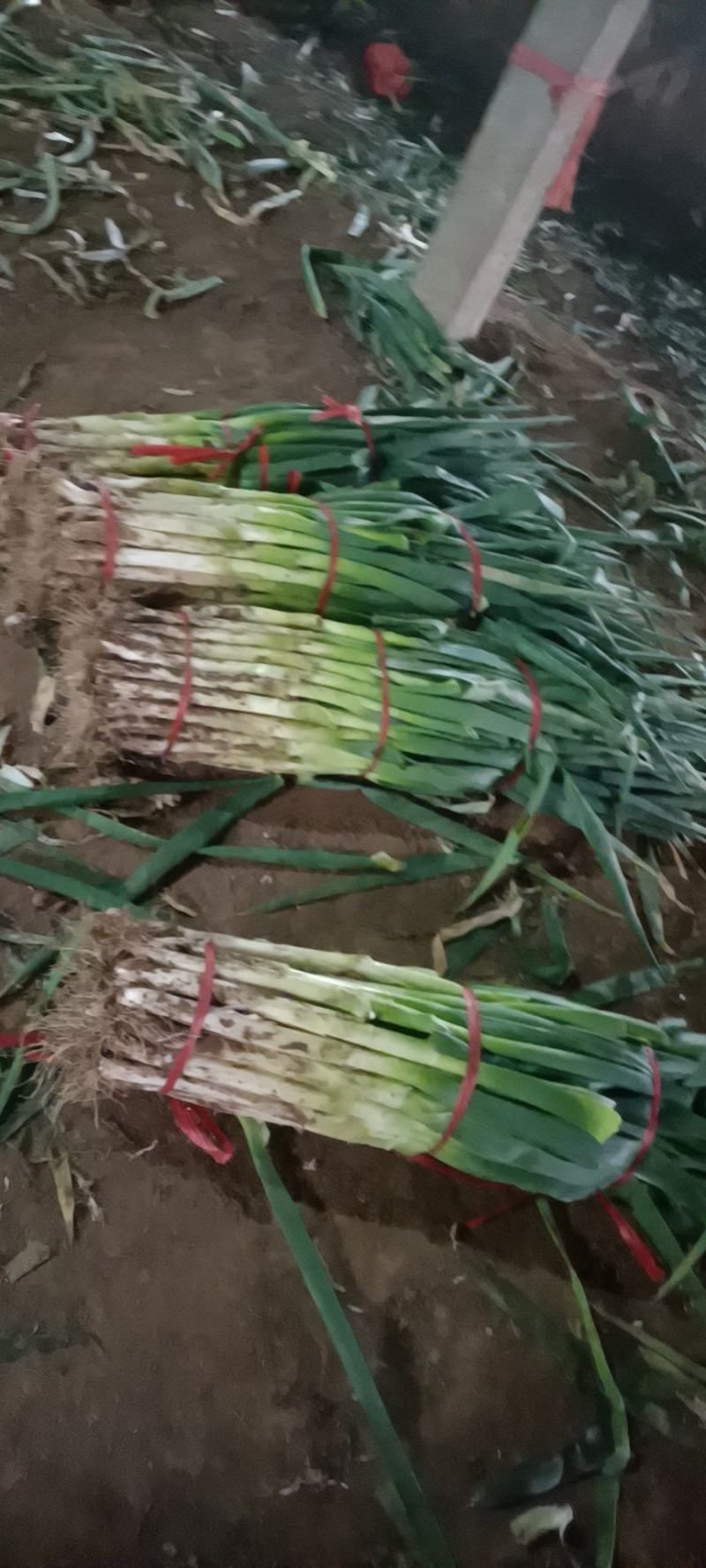 精品大葱，净葱，毛葱