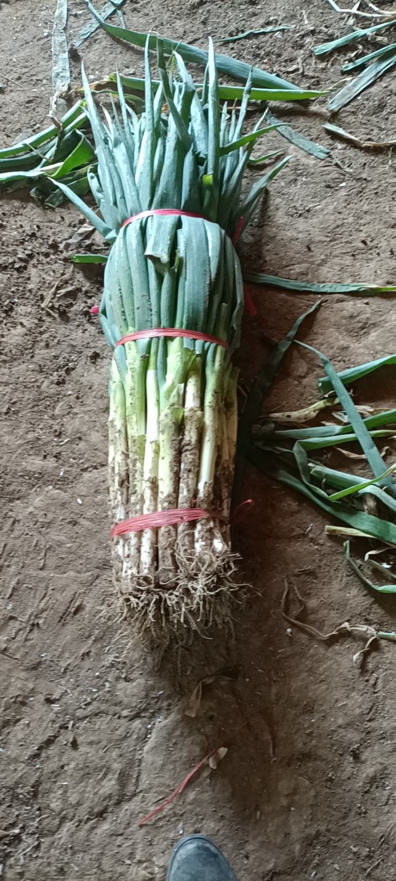 精品大葱，净葱，毛葱