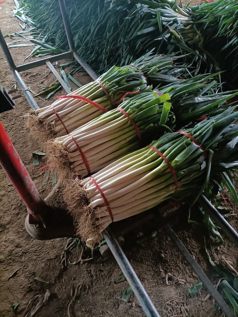 精品大葱，净葱，毛葱