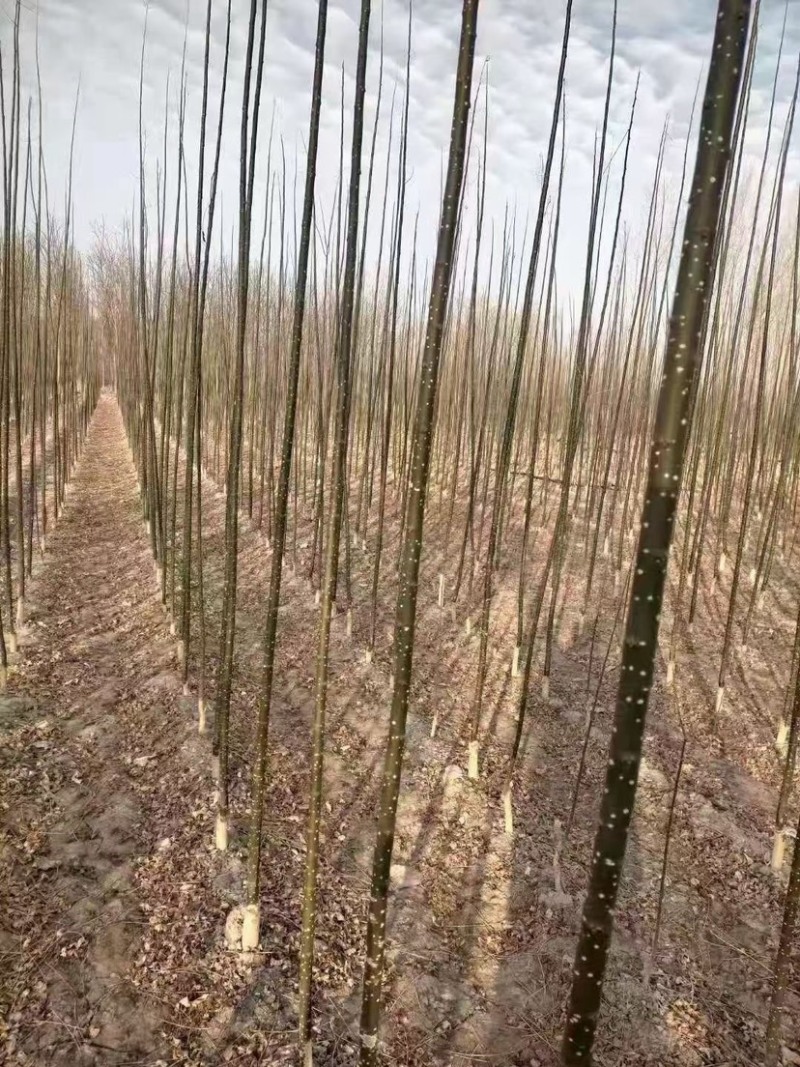 淑女国槐1到4公分30万棵，质量优成活率高价格实惠